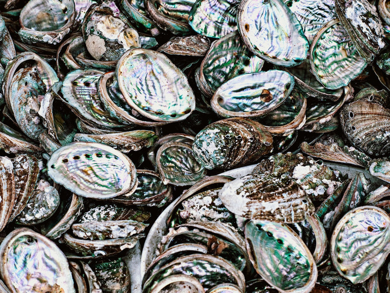 A pile of Troca shells