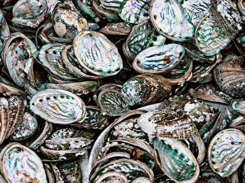 Troca Shell Part Materials - Eolas