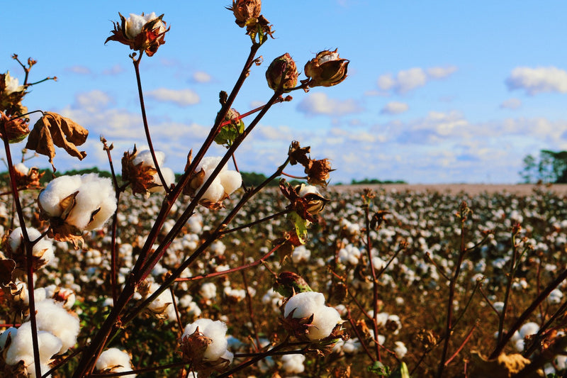 Organic cotton plants growing in a field